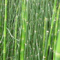 Prêle d'hiver, Prêle américaine / Equisetum hyemale, Equisetum americanum